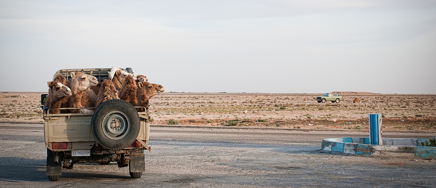 Camel pick-up