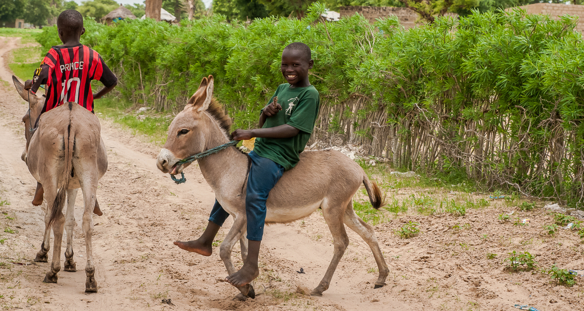 How to tame a donkey?